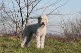 BEDLINGTON TERRIER 095